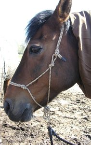 Cross-rope-bridle