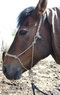 Cross-rope-bridle