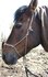 Cross-rope-bridle_8