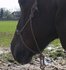 Cross-rope-bridle_8