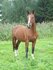 Touwhalster en leadrope _8