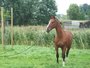 Touwhalster en leadrope _8